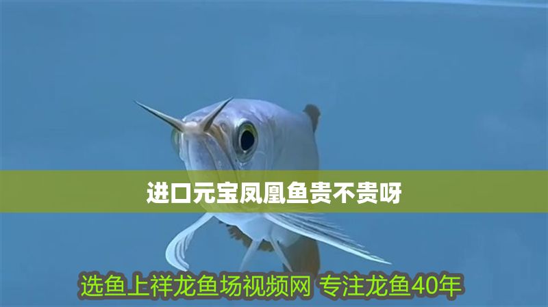 進口元寶鳳凰魚貴不貴呀