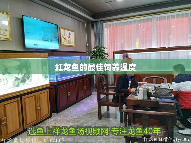 紅龍魚的最佳飼養溫度