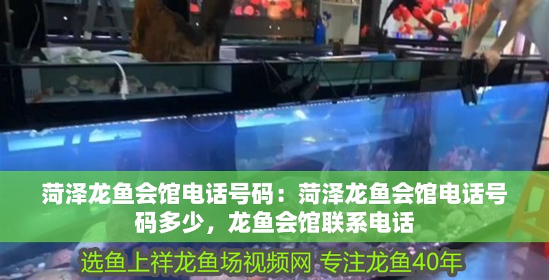菏澤龍魚會(huì)館電話號碼：菏澤龍魚會(huì)館電話號碼多少，龍魚會(huì)館聯(lián)系電話