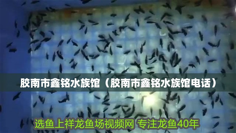 膠南市鑫銘水族館（膠南市鑫銘水族館電話）