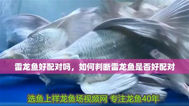 雷龍魚好配對嗎，如何判斷雷龍魚是否好配對