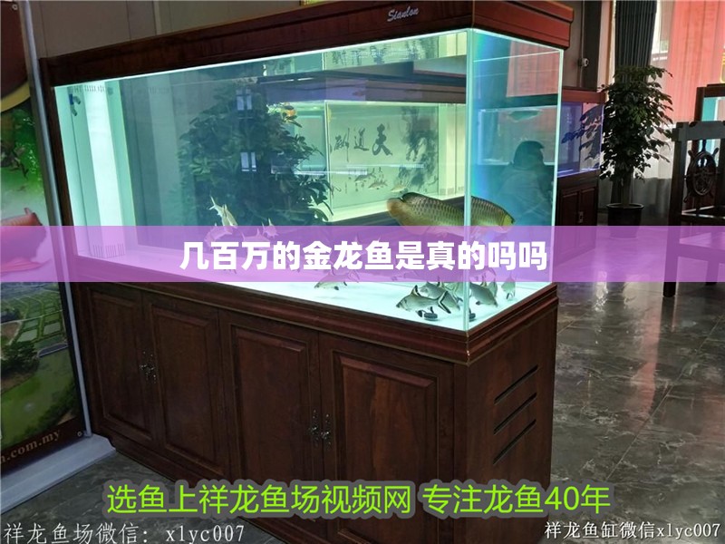 幾百萬的金龍魚是真的嗎嗎 龍魚百科 第4張 幾百萬的金龍魚是真的嗎嗎 幾百萬的金龍魚是真的嗎嗎 龍魚百科 第4張