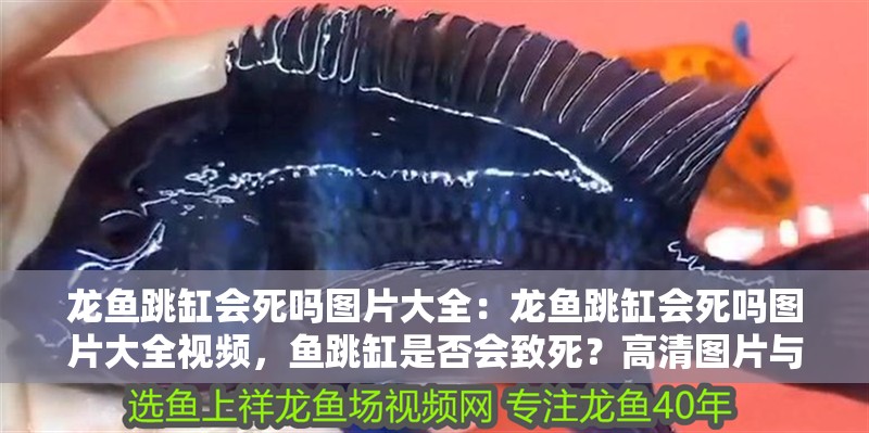 龍魚跳缸會死嗎圖片大全：龍魚跳缸會死嗎圖片大全視頻，魚跳缸是否會致死？高清圖片與