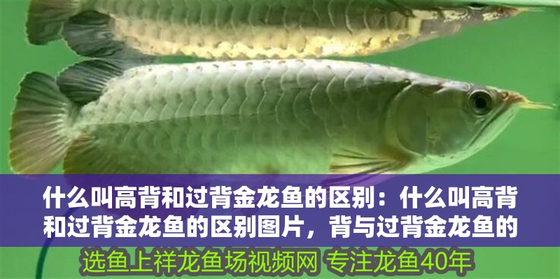 什么叫高背和過(guò)背金龍魚(yú)的區(qū)別：什么叫高背和過(guò)背金龍魚(yú)的區(qū)別圖片，背與過(guò)背金龍魚(yú)的區(qū)別解析