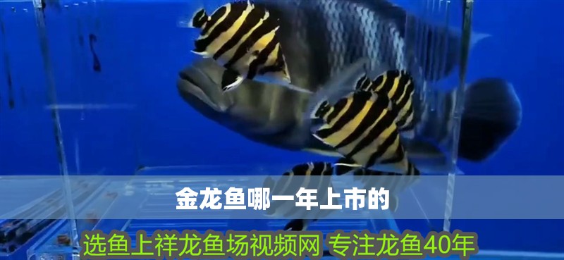 金龍魚哪一年上市的