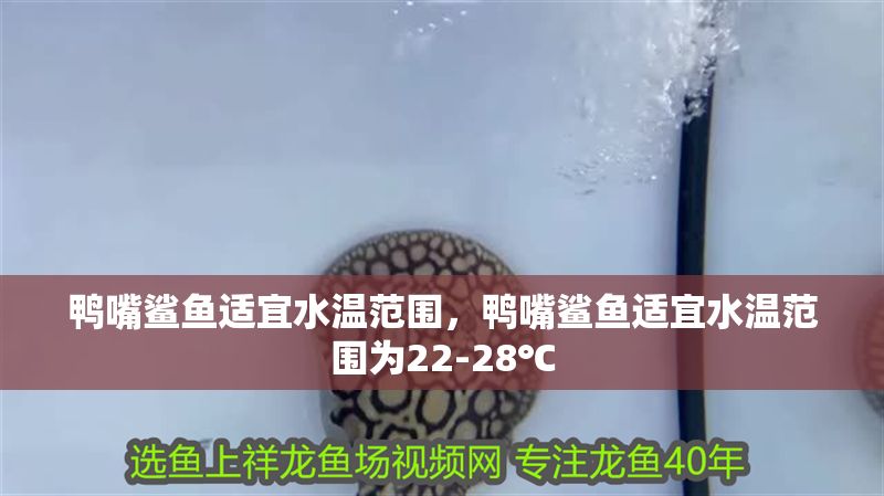 鴨嘴鯊魚適宜水溫范圍，鴨嘴鯊魚適宜水溫范圍為22-28℃