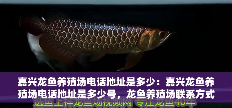 嘉興龍魚養(yǎng)殖場電話地址是多少：嘉興龍魚養(yǎng)殖場電話地址是多少號，龍魚養(yǎng)殖場聯(lián)系方式及