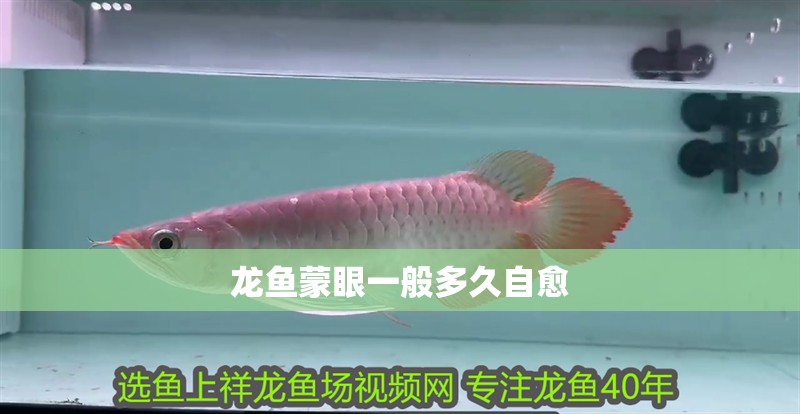 龍魚蒙眼一般多久自愈
