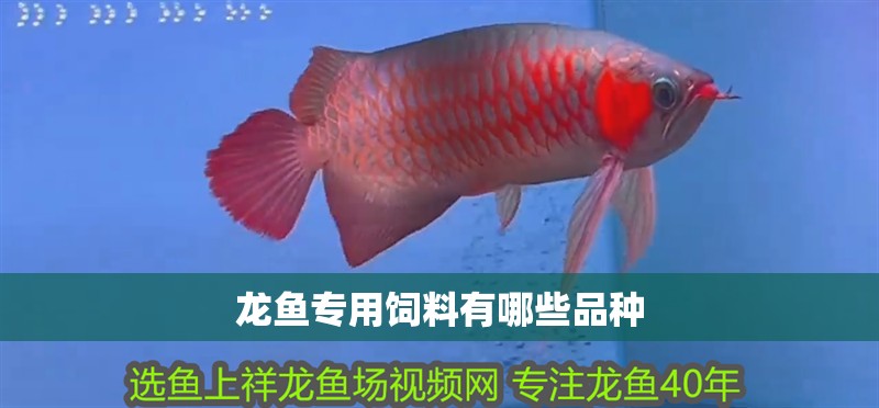 龍魚(yú)專(zhuān)用飼料有哪些品種 龍魚(yú)專(zhuān)用飼料有哪些品種 龍魚(yú)百科 第4張