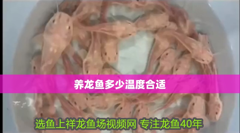養龍魚多少溫度合適 養龍魚多少溫度合適 龍魚百科 第4張