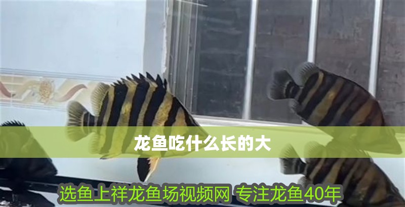 龍魚吃什么長的大