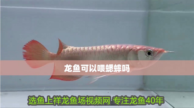 龍魚可以喂蟋蟀嗎