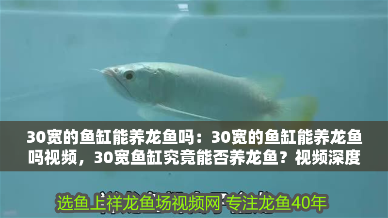 30寬的魚缸能養龍魚嗎：30寬的魚缸能養龍魚嗎視頻，30寬魚缸究竟能否養龍魚？視頻深度解析
