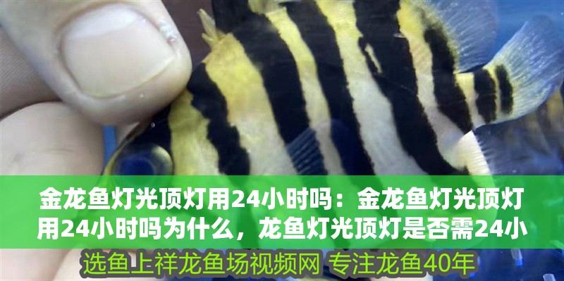 金龍魚燈光頂燈用24小時嗎：金龍魚燈光頂燈用24小時嗎為什么，龍魚燈光頂燈是否需24小時使用及原因解析