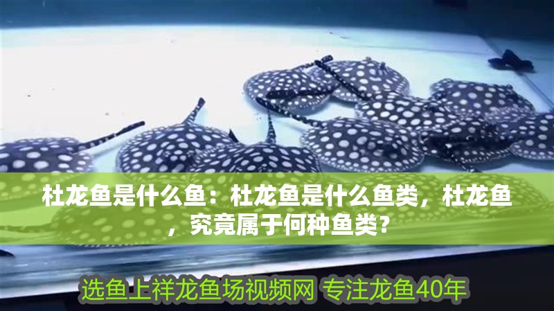 杜龍魚是什么魚：杜龍魚是什么魚類，杜龍魚，究竟屬于何種魚類？