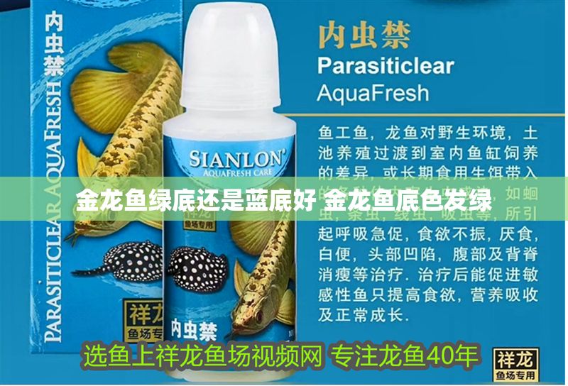 金龍魚綠底還是藍(lán)底好 金龍魚底色發(fā)綠
