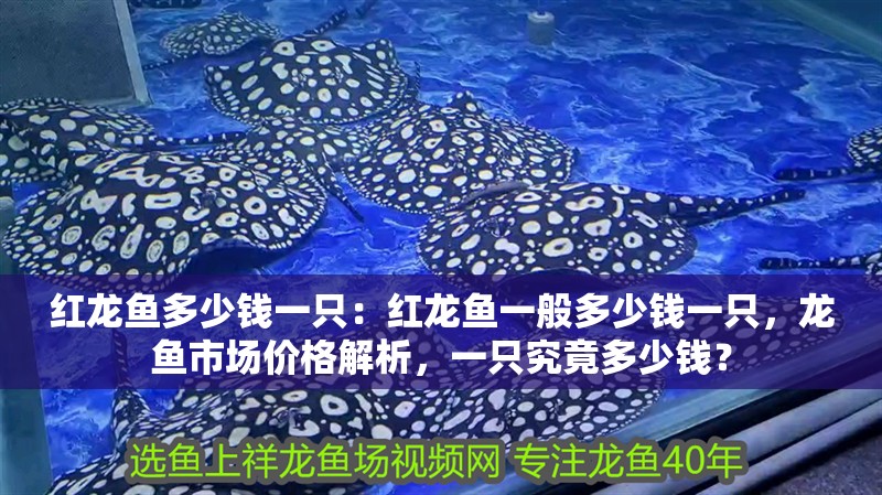 紅龍魚多少錢一只：紅龍魚一般多少錢一只，龍魚市場價格解析，一只究竟多少錢？