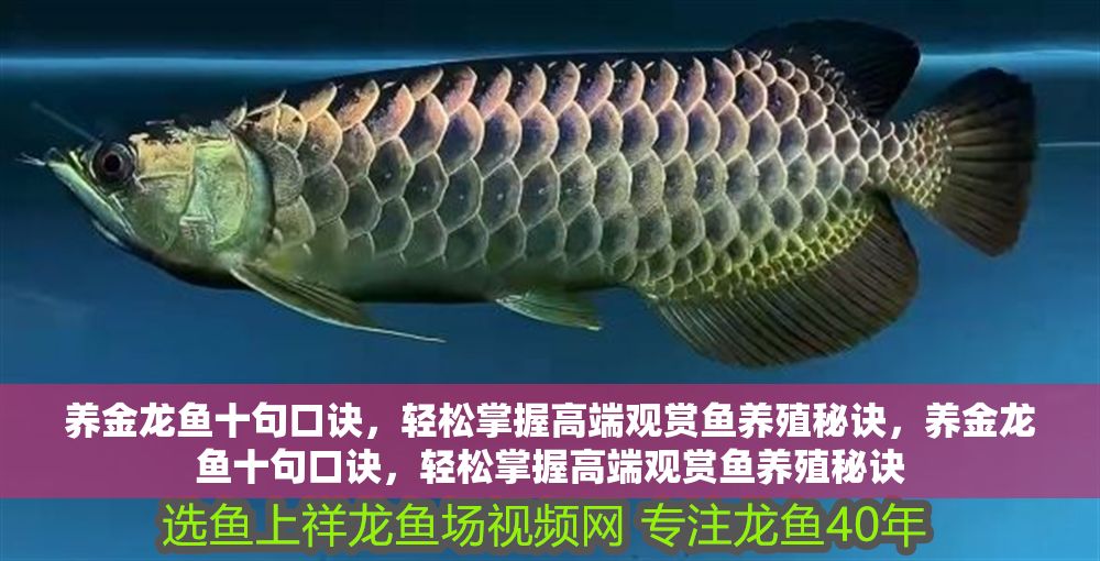 養金龍魚十句口訣，輕松掌握高端觀賞魚養殖秘訣，養金龍魚十句口訣，輕松掌握高端觀賞魚養殖秘訣