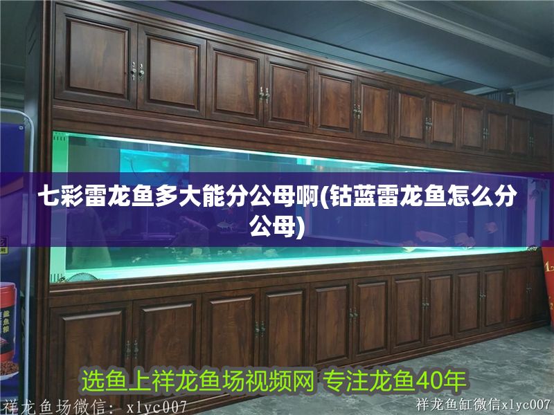 七彩雷龍魚多大能分公母啊(鈷藍雷龍魚怎么分公母)