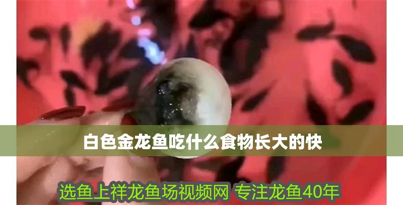 白色金龍魚吃什么食物長大的快