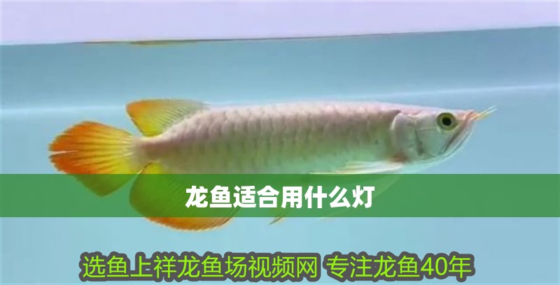 龍魚適合用什么燈