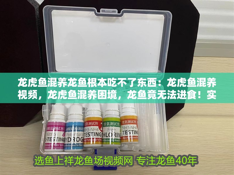 龍虎魚混養(yǎng)龍魚根本吃不了東西：龍虎魚混養(yǎng)視頻，龍虎魚混養(yǎng)困境，龍魚竟無法進(jìn)食！實(shí)拍
