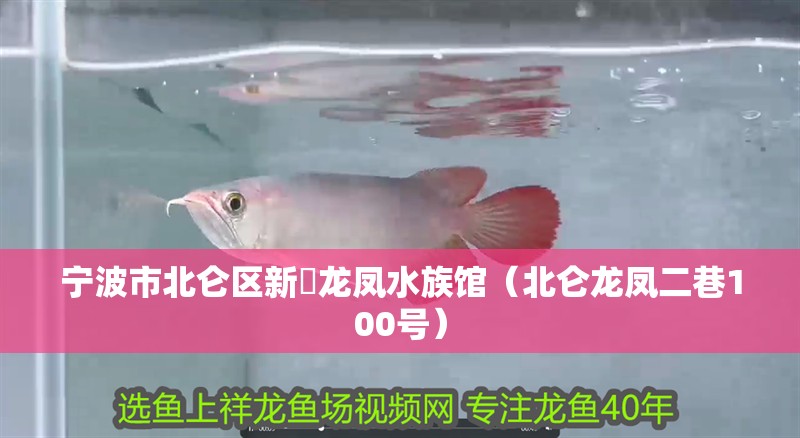 寧波市北侖區新碶龍鳳水族館（北侖龍鳳二巷100號）