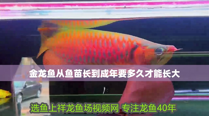 金龍魚從魚苗長到成年要多久才能長大