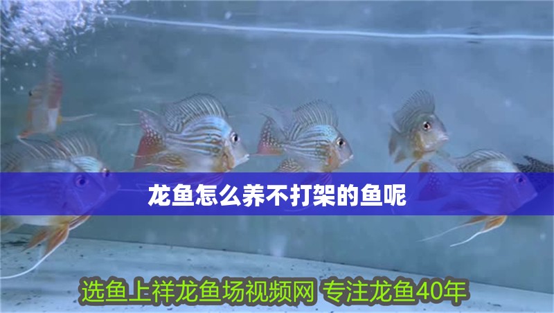 龍魚怎么養不打架的魚呢