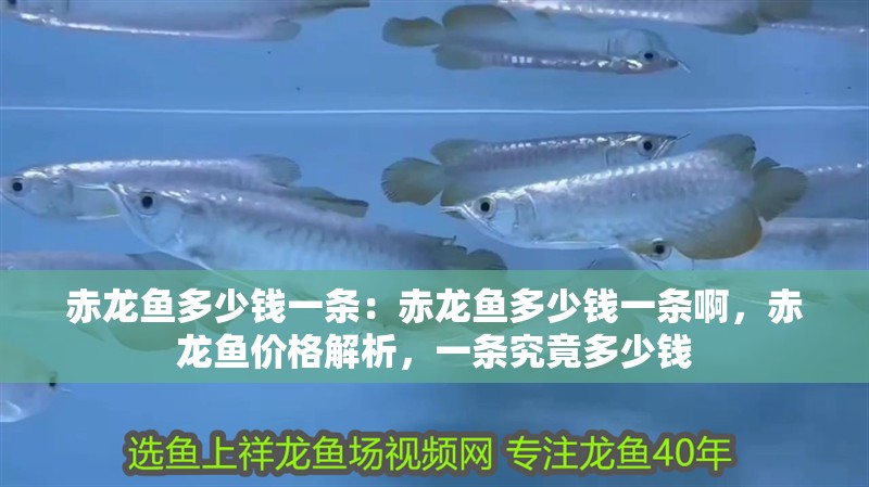赤龍魚多少錢一條：赤龍魚多少錢一條啊，赤龍魚價格解析，一條究竟多少錢