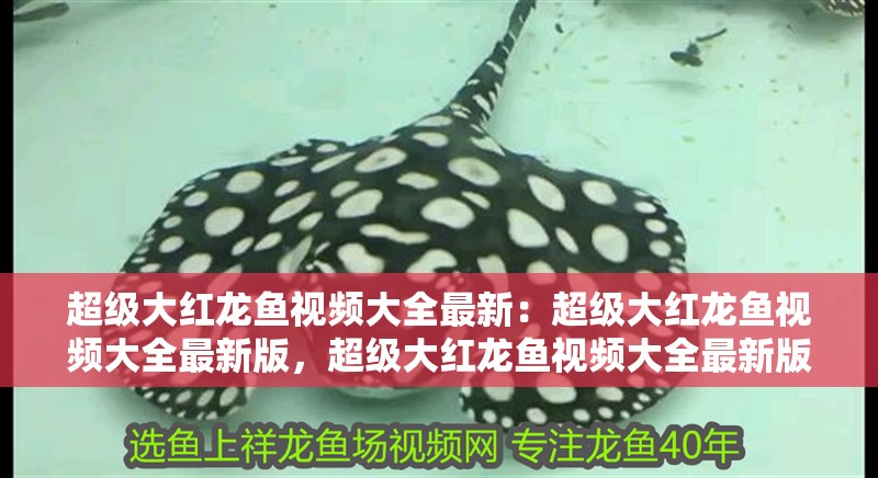 超級大紅龍魚視頻大全最新：超級大紅龍魚視頻大全最新版，超級大紅龍魚視頻大全最新版震撼 超級大紅龍魚視頻大全最新：超級大紅龍魚視頻大全最新版，超級大紅龍魚視頻大全最新版震撼 水族問答