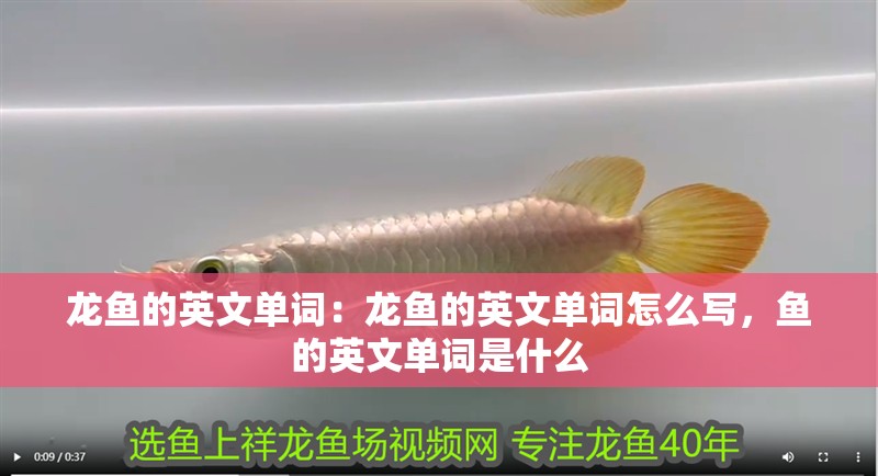 龍魚的英文單詞:龍魚的英文單詞怎么寫,魚的英文單詞是什么 水族問答 龍魚的英文單詞:龍魚的英文單詞怎么寫,魚的英文單詞是什么 龍魚的英文單詞:龍魚的英文單詞怎么寫,魚的英文單詞是什么 水族問答