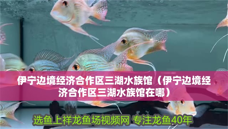 伊寧邊境經濟合作區三湖水族館（伊寧邊境經濟合作區三湖水族館在哪）