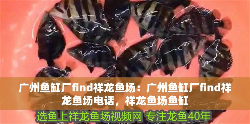 廣州魚缸廠find祥龍魚場：廣州魚缸廠find祥龍魚場電話，祥龍魚場魚缸