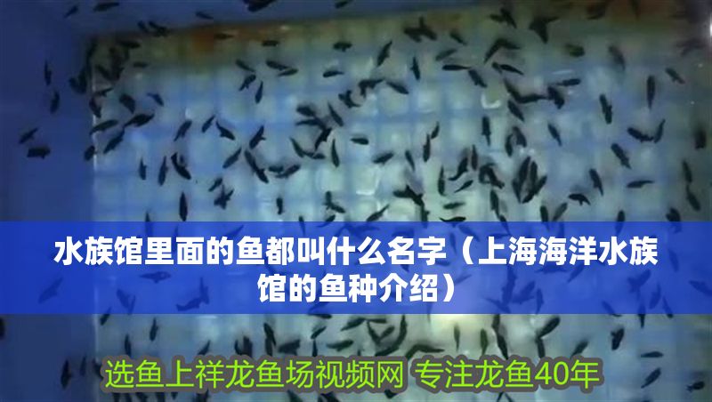 水族館里面的魚都叫什么名字（上海海洋水族館的魚種介紹）