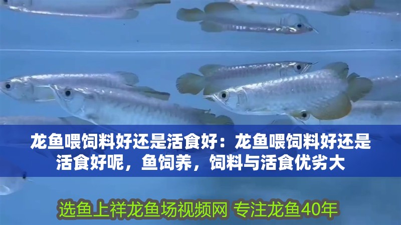 龍魚喂飼料好還是活食好：龍魚喂飼料好還是活食好呢，魚飼養(yǎng)，飼料與活食優(yōu)劣大