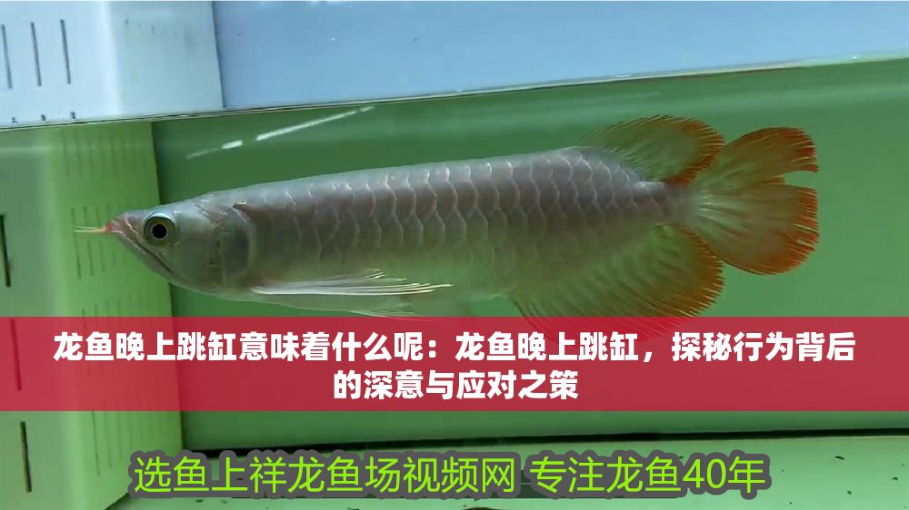 龍魚晚上跳缸意味著什么呢：龍魚晚上跳缸，探秘行為背后的深意與應對之策