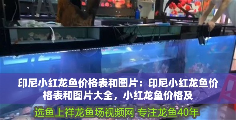 印尼小紅龍魚價格表和圖片：印尼小紅龍魚價格表和圖片大全，小紅龍魚價格及