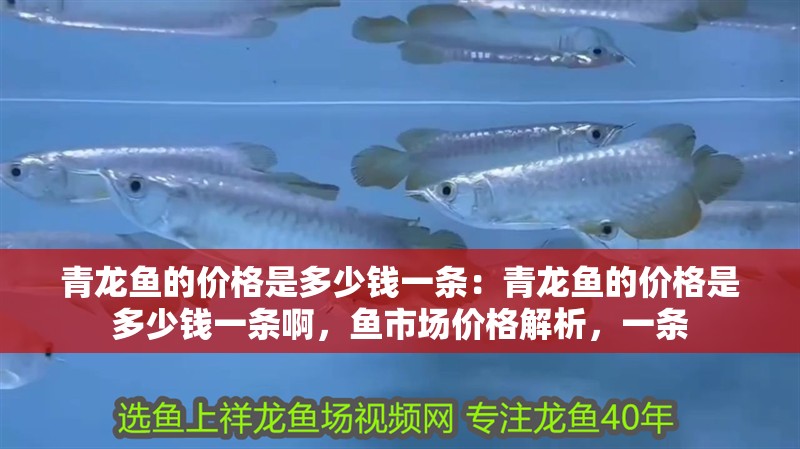 青龍魚的價格是多少錢一條：青龍魚的價格是多少錢一條啊，魚市場價格解析，一條