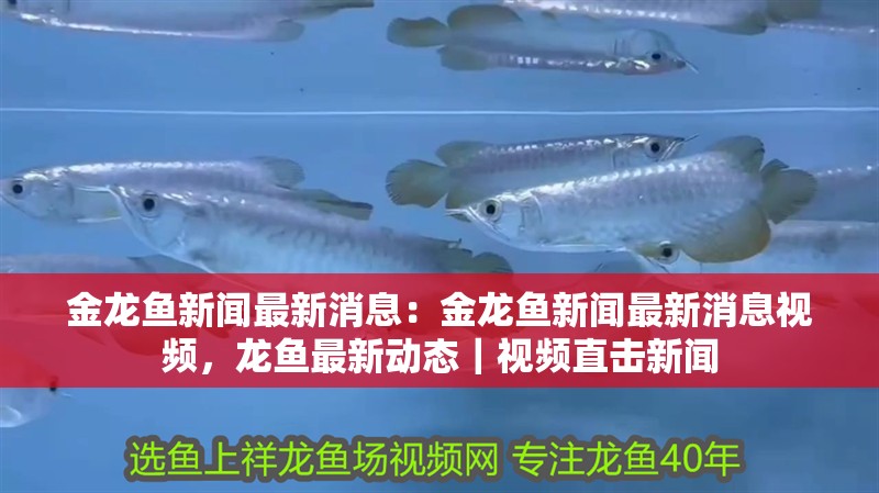 [2025]30公分斑馬鴨嘴魚：30公分斑馬鴨嘴魚的介紹，20250719特輯，30公分斑馬鴨嘴魚深度解析