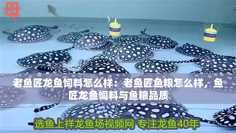 老魚匠龍魚飼料怎么樣：老魚匠魚糧怎么樣，魚匠龍魚飼料與魚糧品質