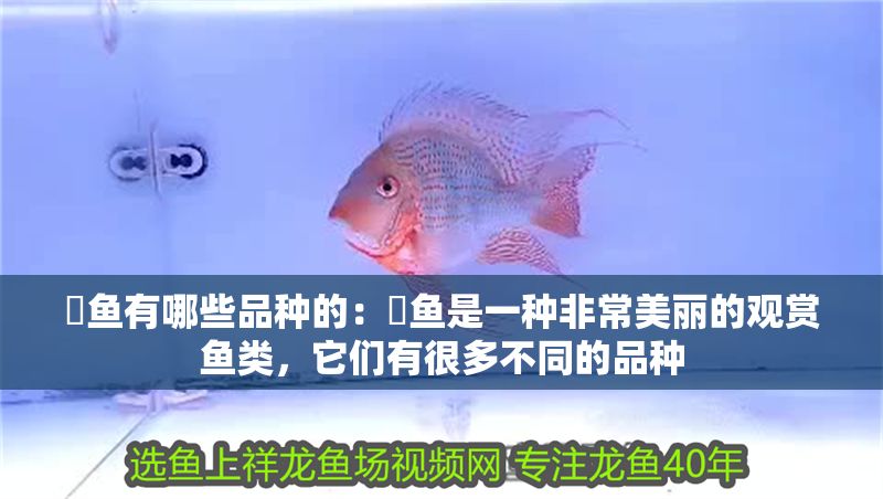 魟魚有哪些品種的：魟魚是一種非常美麗的觀賞魚類，它們有很多不同的品種