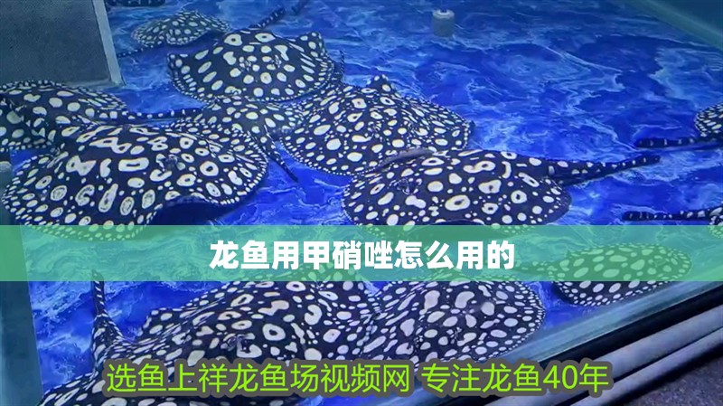 龍魚用甲硝唑怎么用的