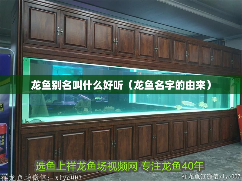 龍魚別名叫什么好聽（龍魚名字的由來）