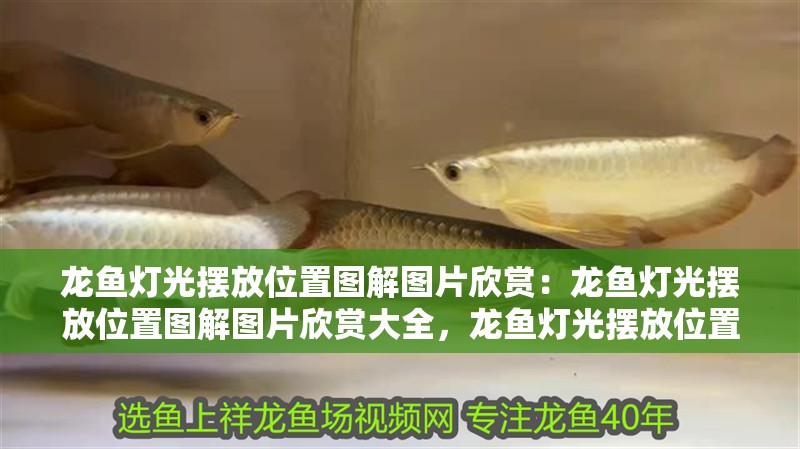 龍魚燈光擺放位置圖解圖片欣賞：龍魚燈光擺放位置圖解圖片欣賞大全，龍魚燈光擺放位置全解析與圖