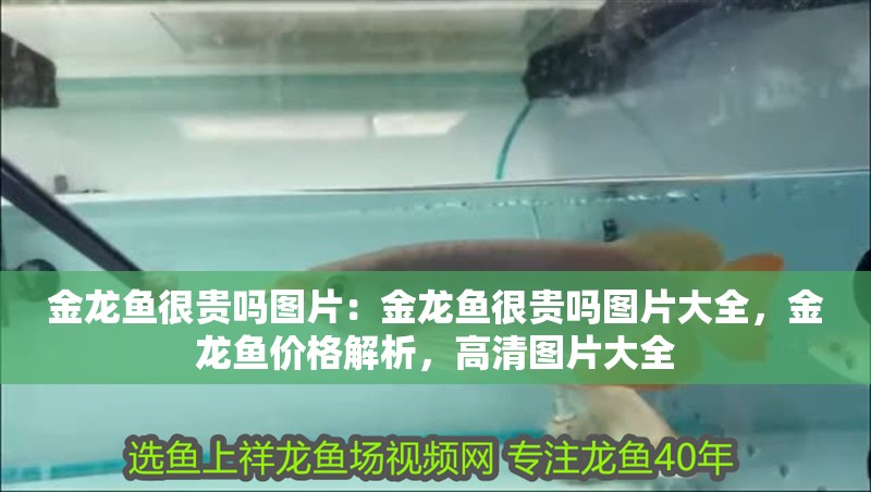 金龍魚很貴嗎圖片：金龍魚很貴嗎圖片大全，金龍魚價格解析，高清圖片大全