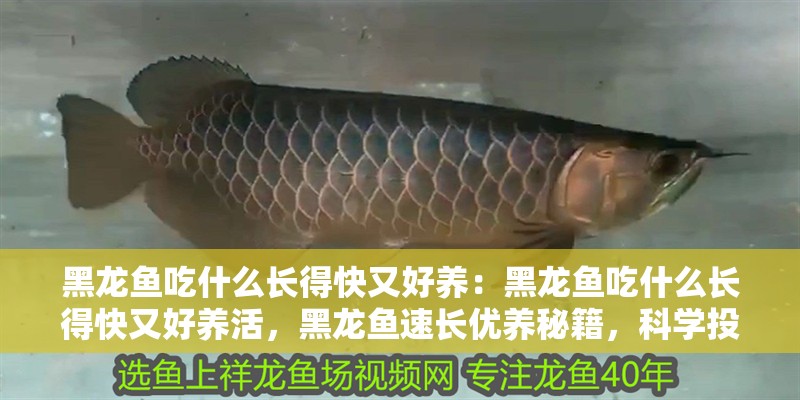 黑龍魚吃什么長得快又好養：黑龍魚吃什么長得快又好養活，黑龍魚速長優養秘籍，科學投喂指南