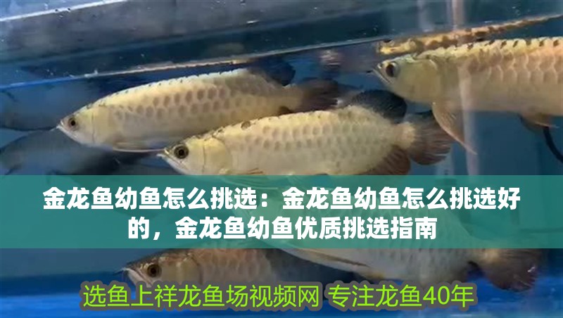 金龍魚幼魚怎么挑選：金龍魚幼魚怎么挑選好的，金龍魚幼魚優(yōu)質(zhì)挑選指南