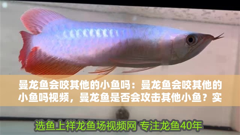 曼龍魚會咬其他的小魚嗎：曼龍魚會咬其他的小魚嗎視頻，曼龍魚是否會攻擊其他小魚？實拍視頻揭曉答案