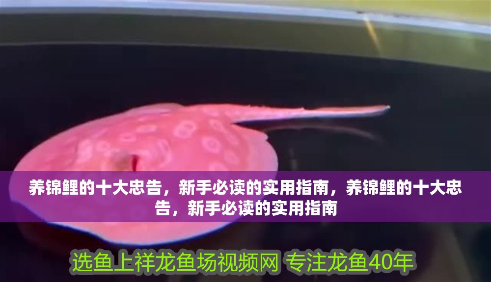 養(yǎng)錦鯉的十大忠告，新手必讀的實用指南，養(yǎng)錦鯉的十大忠告，新手必讀的實用指南